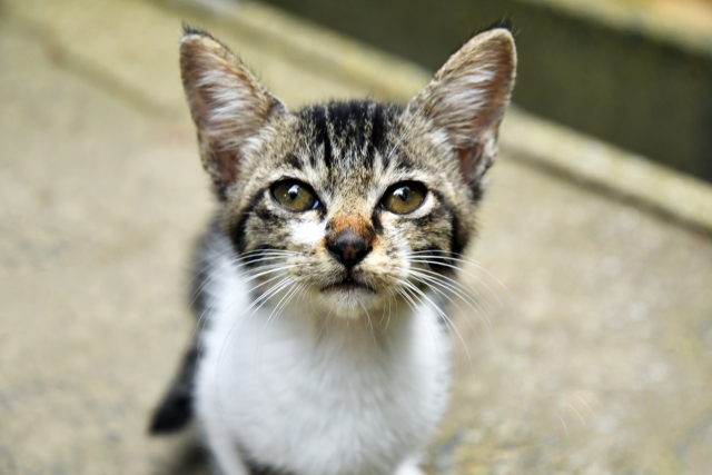 ドイツの暮らしの中で子猫 サバ猫 を迎えた事 オツリナブログ