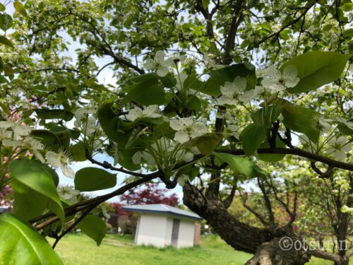 天神山リンゴの花