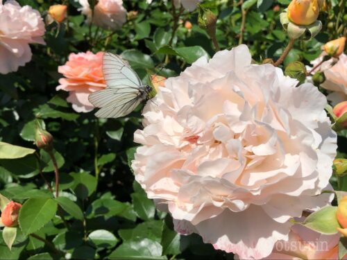 札幌市資料館前　サンクガーデン蝶とバラ