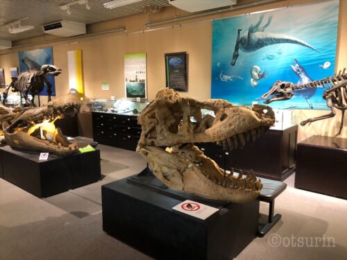 北大博物館恐竜室