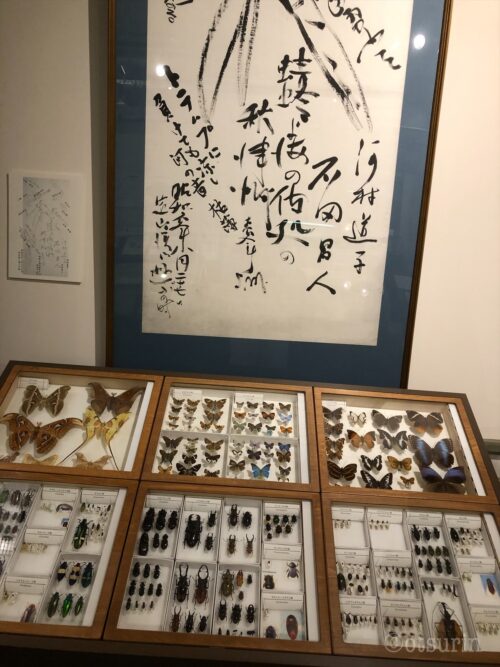 北大博物館昆虫標本室