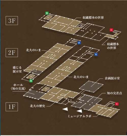 北海道大学総合博物館　見取り図