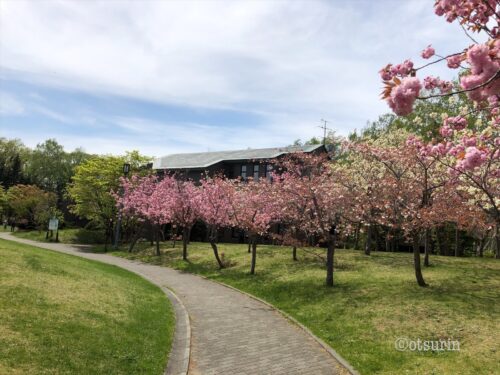 天神山　エゾヤマザクラと八重桜